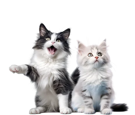 Cats